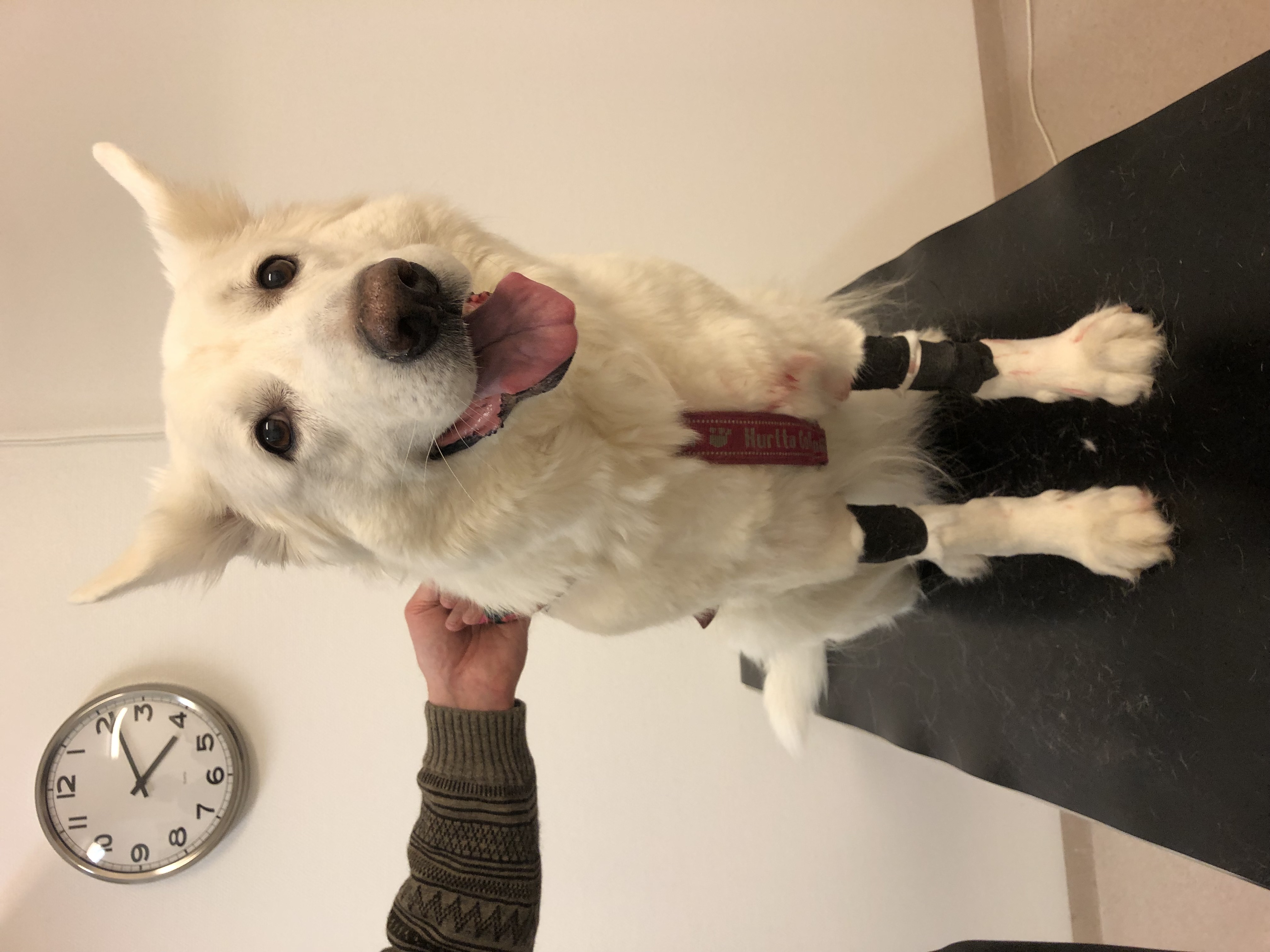 Nova på veterinärbesök
